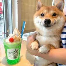 HappyShiba