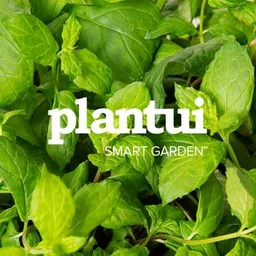 Plantui