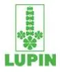 Lupin