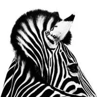 Investec Asset Management