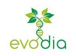 Evodia