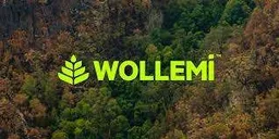 Wollemi