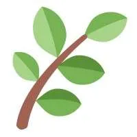 Fern