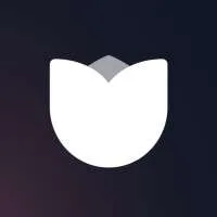 Tulyp