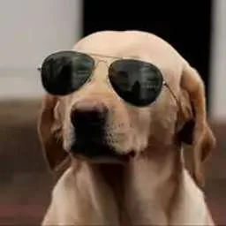 Crypto Dog, Angel Investor