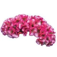 Celosia Therapeutics