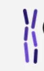 Chromatin Bioscience