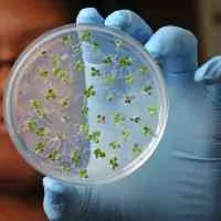 N.C. Plant Sciences Initiative