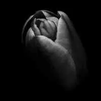 The Black Tulip Organization